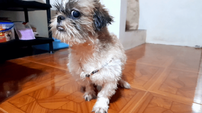 20211018_165356_1.gif