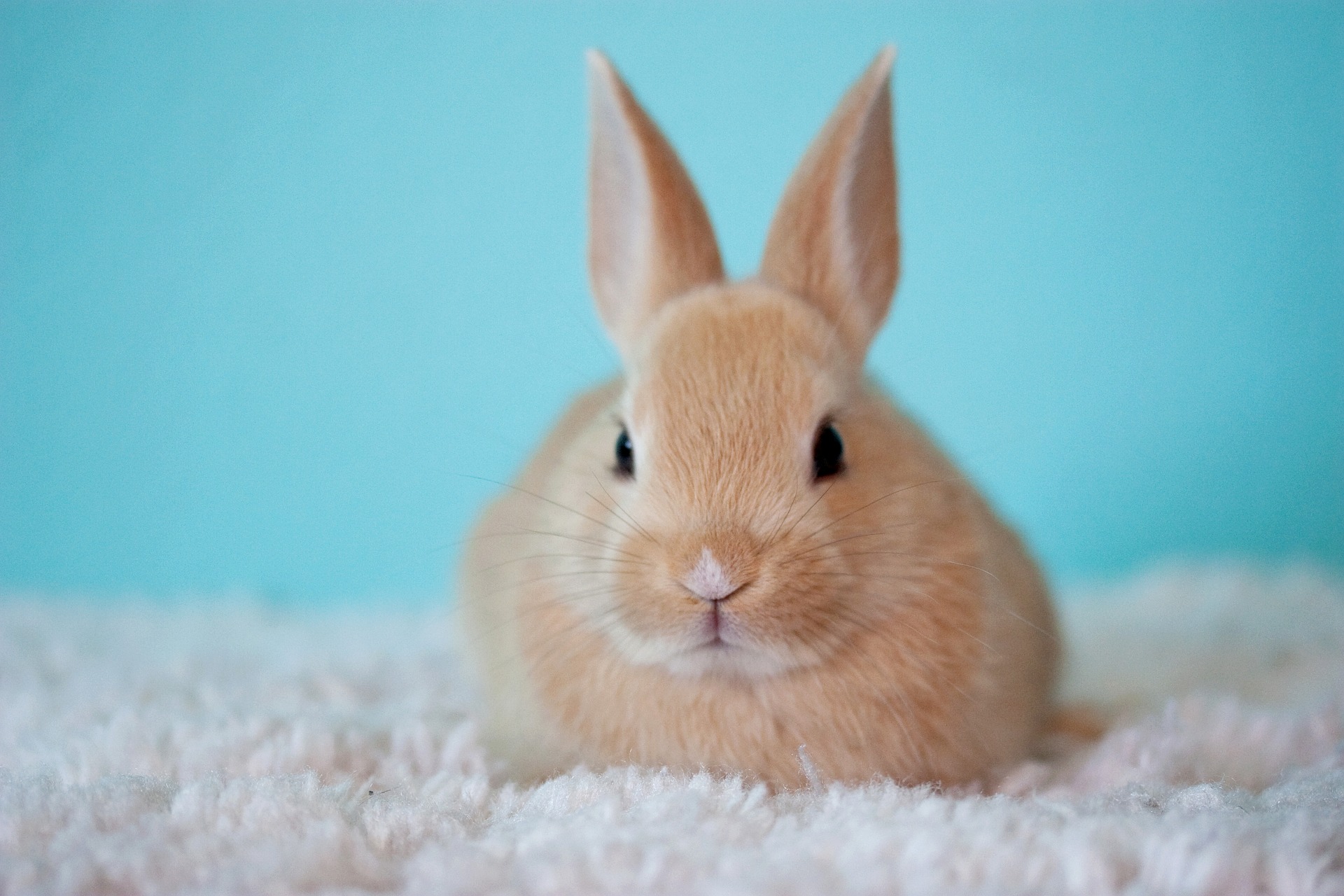 rabbit.jpg