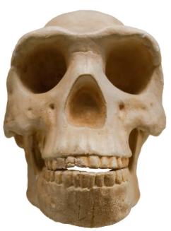 erectus