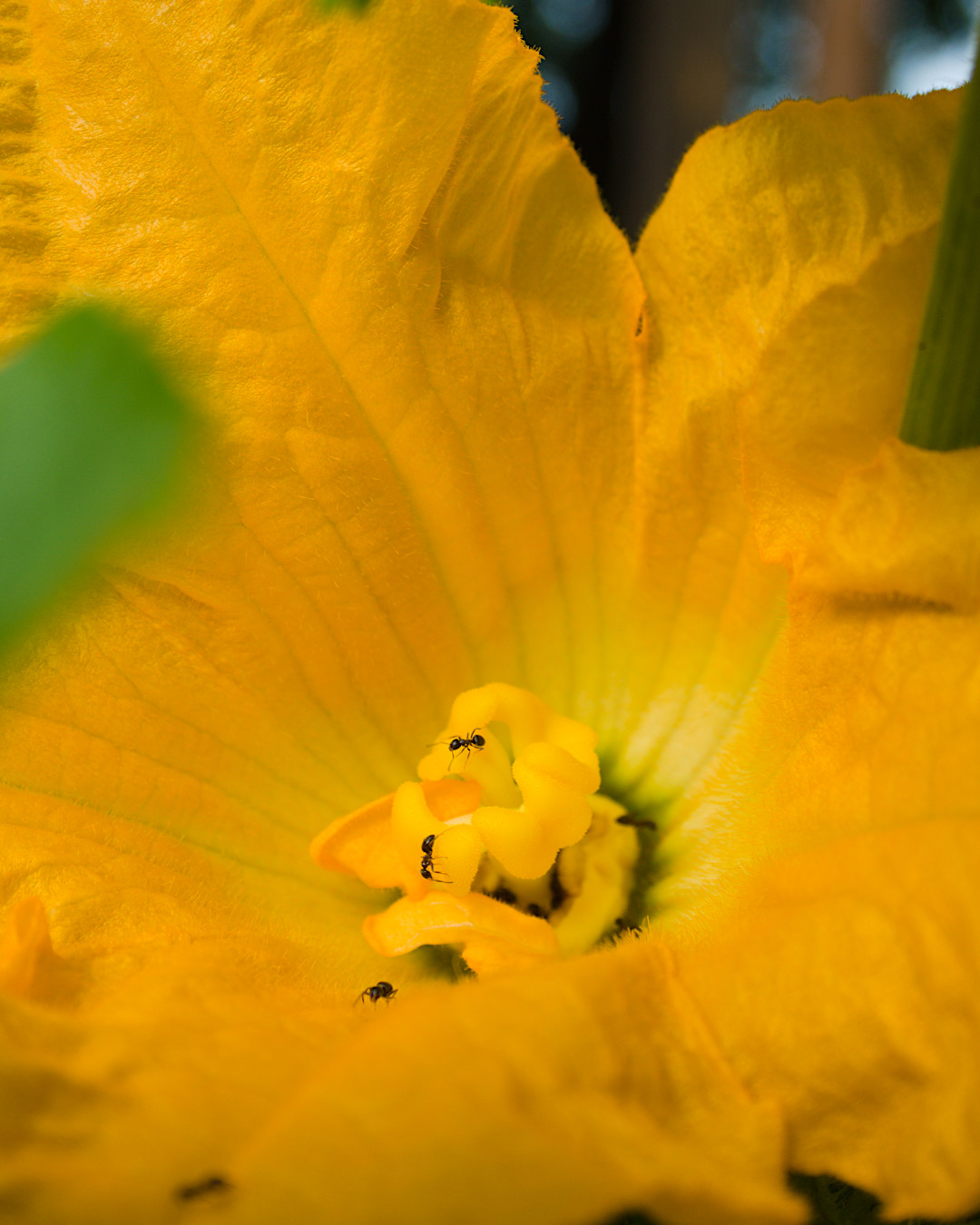 Ants on zucchini blossom