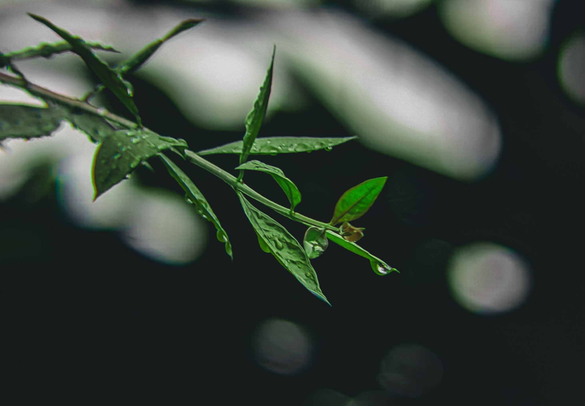 547645959_122104777947003673_6814138385294409757_n.jpg