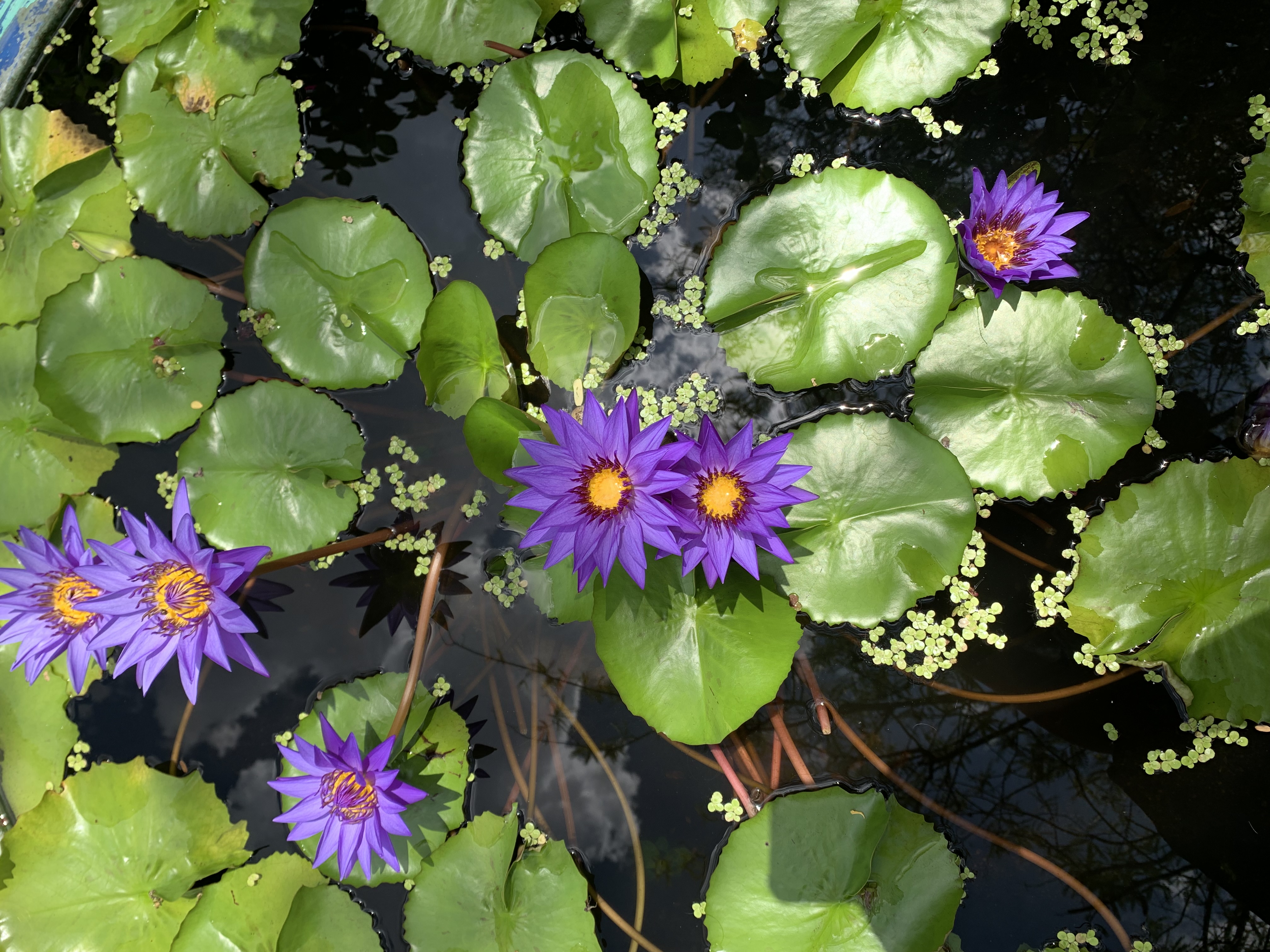 purple lotus8.jpg