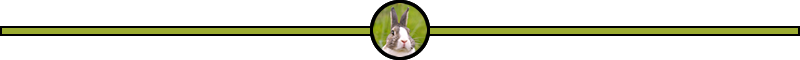 steemit-ketcom-rabbit-slim-seperator.fw.png