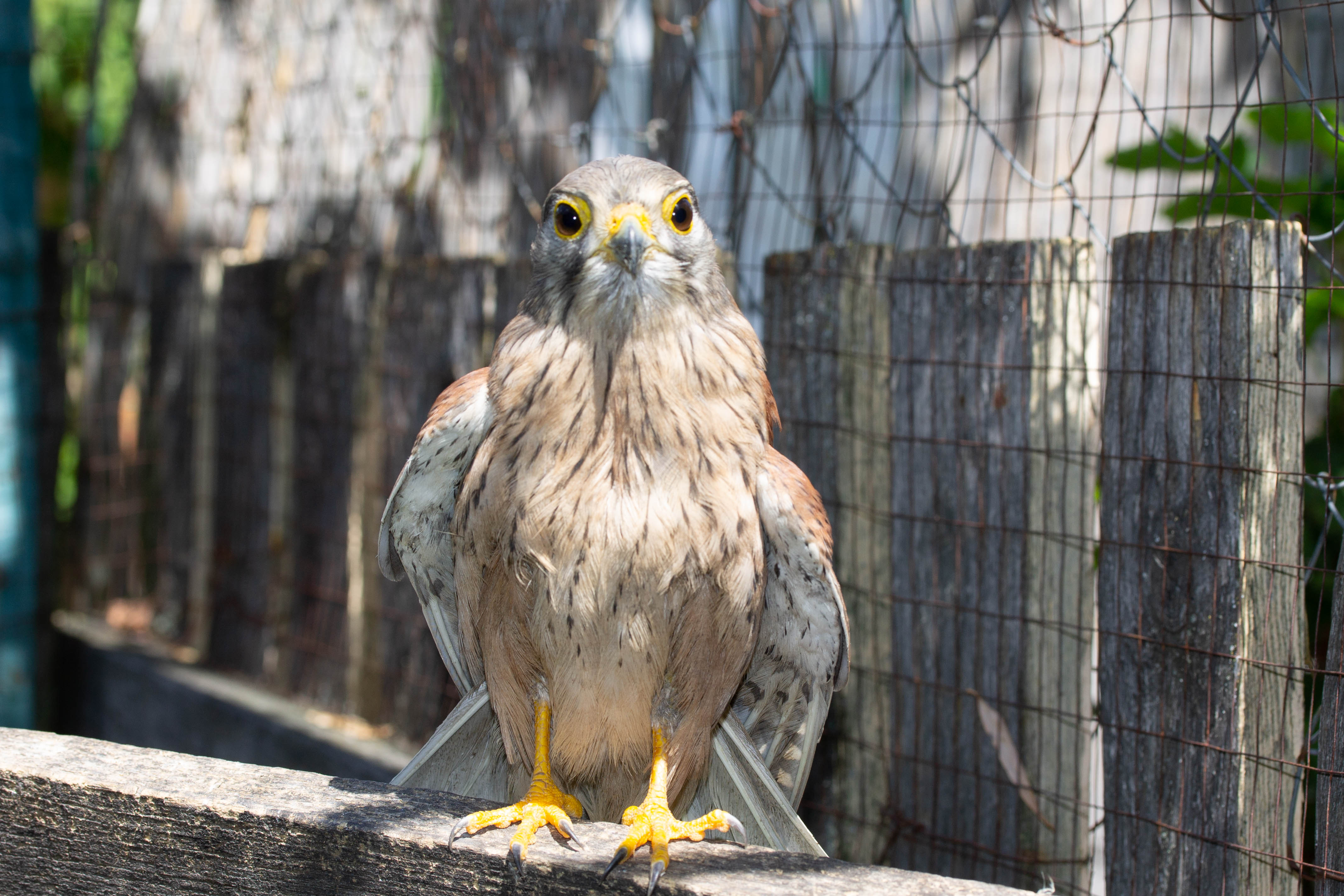 Dailypetphotography: Kestrels