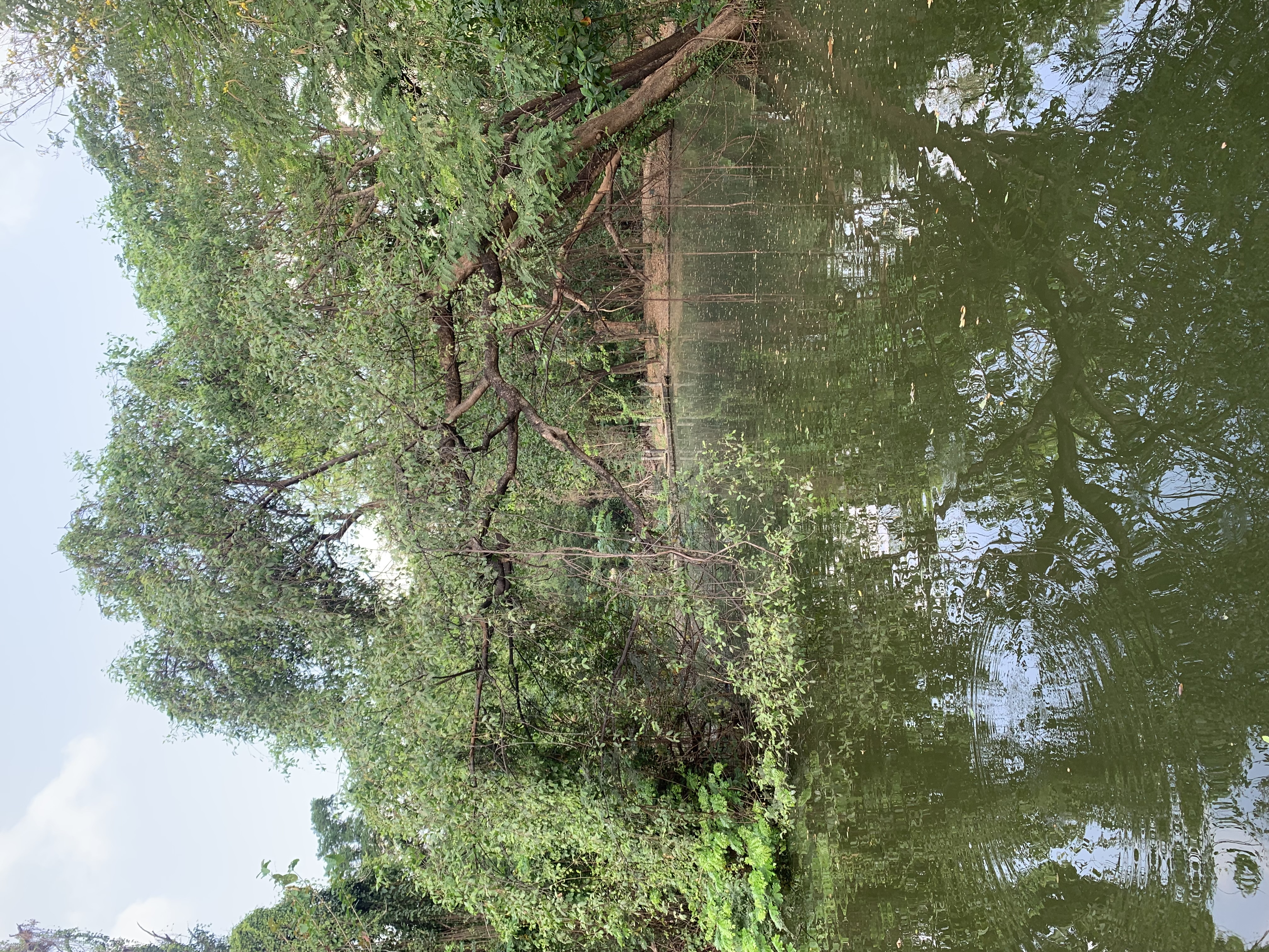 Suan Rot Fai1.jpg
