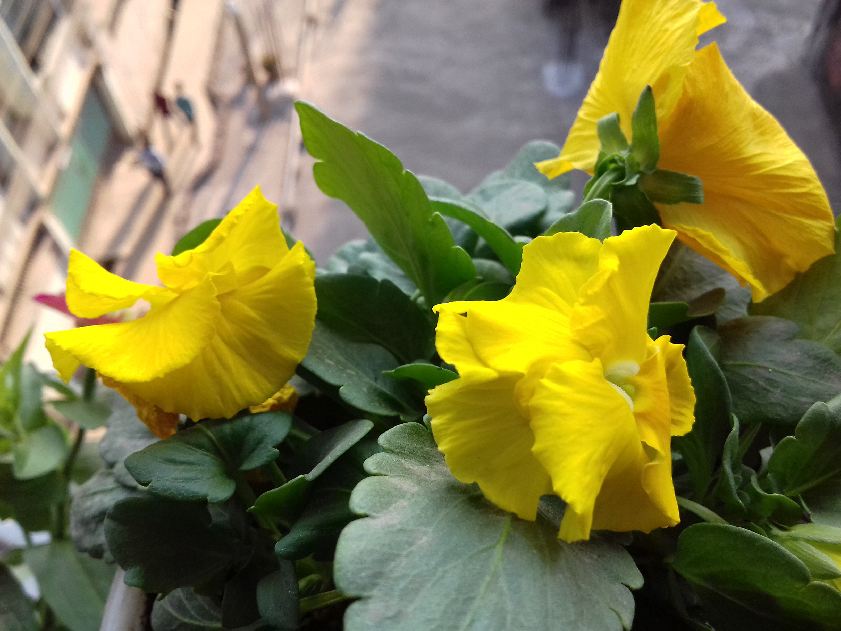 20190212_075748.jpg