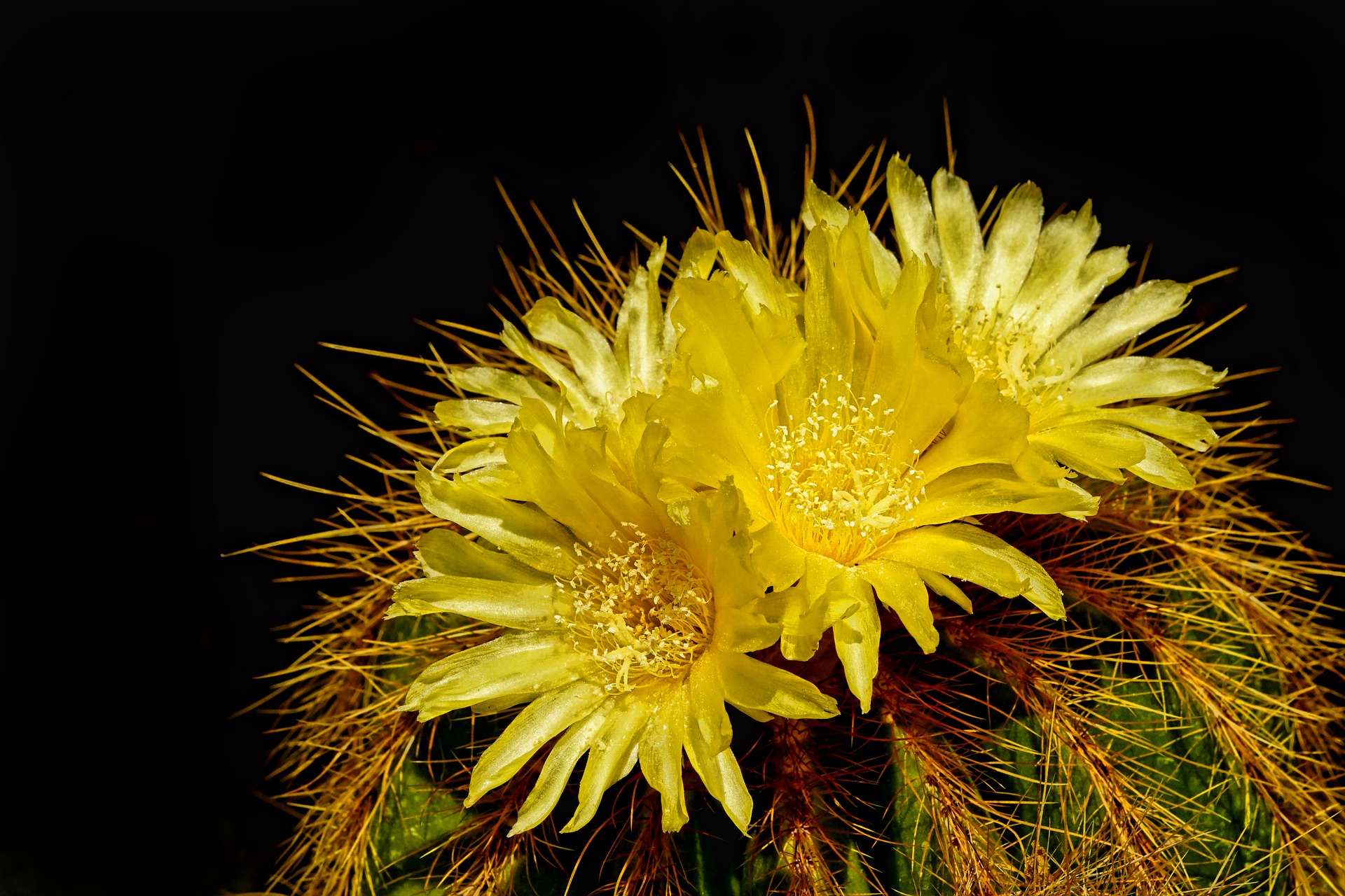 nature-3621962_1920.jpg