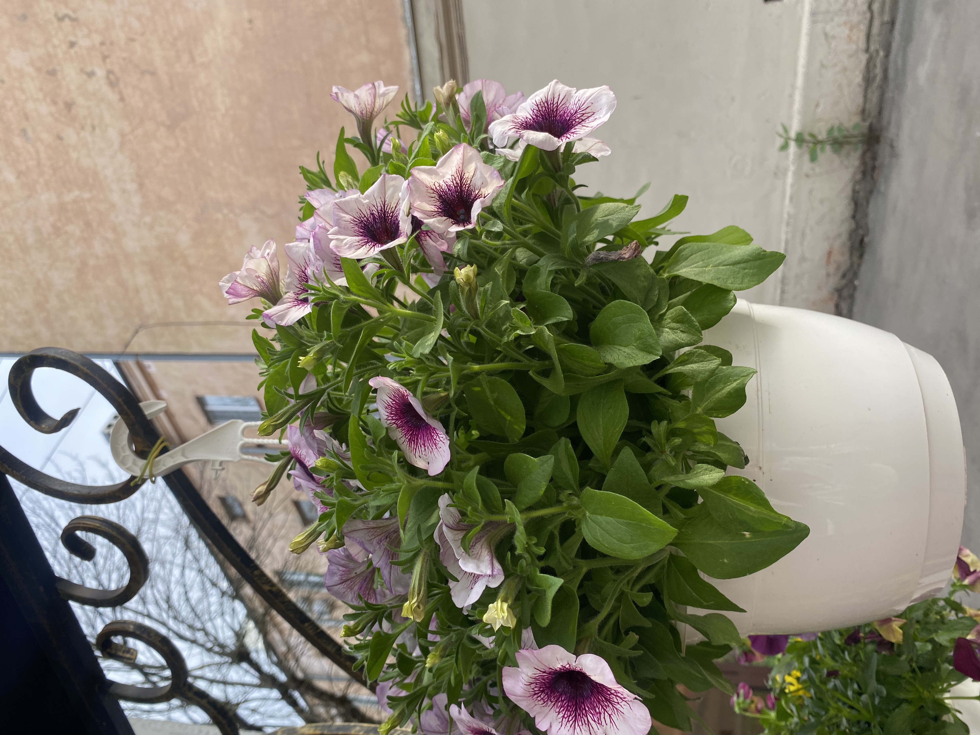 IMG_8288.jpeg