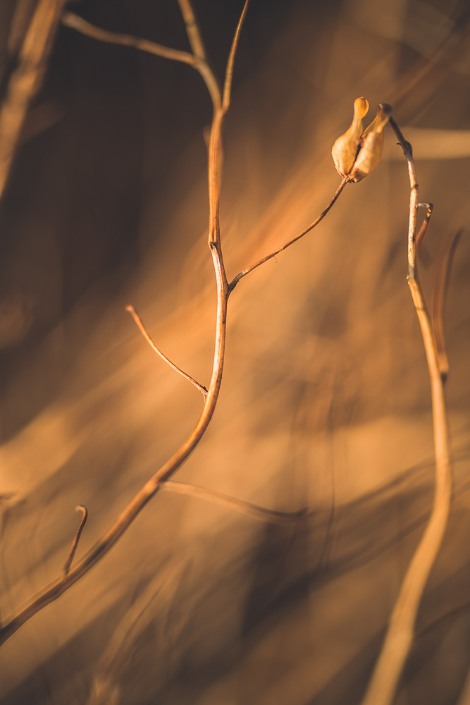 _MG_5874.jpg