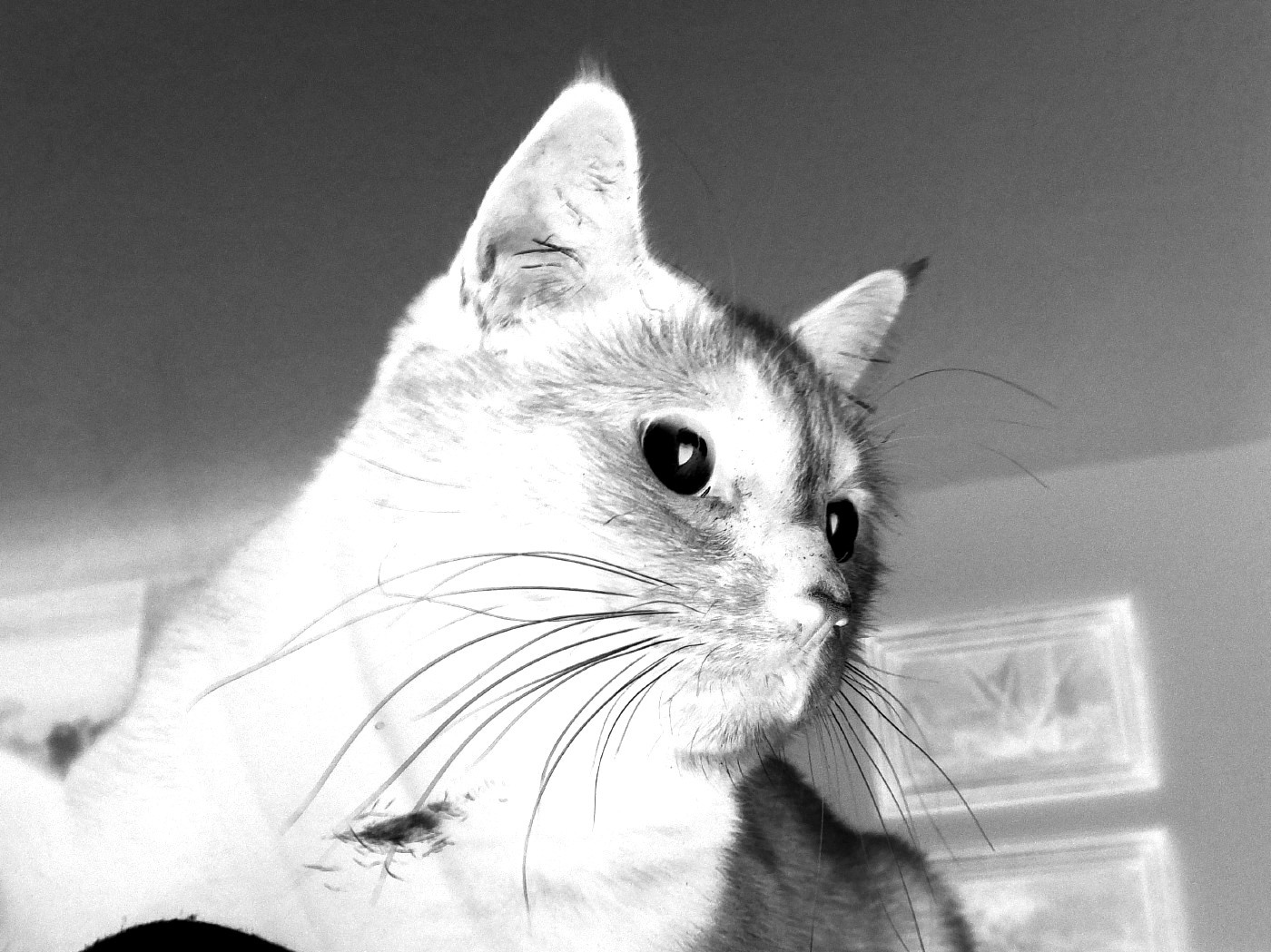 CC0256-CreativeCat3.jpg