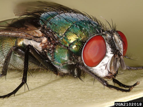 lucilia_sericata04.jpg
