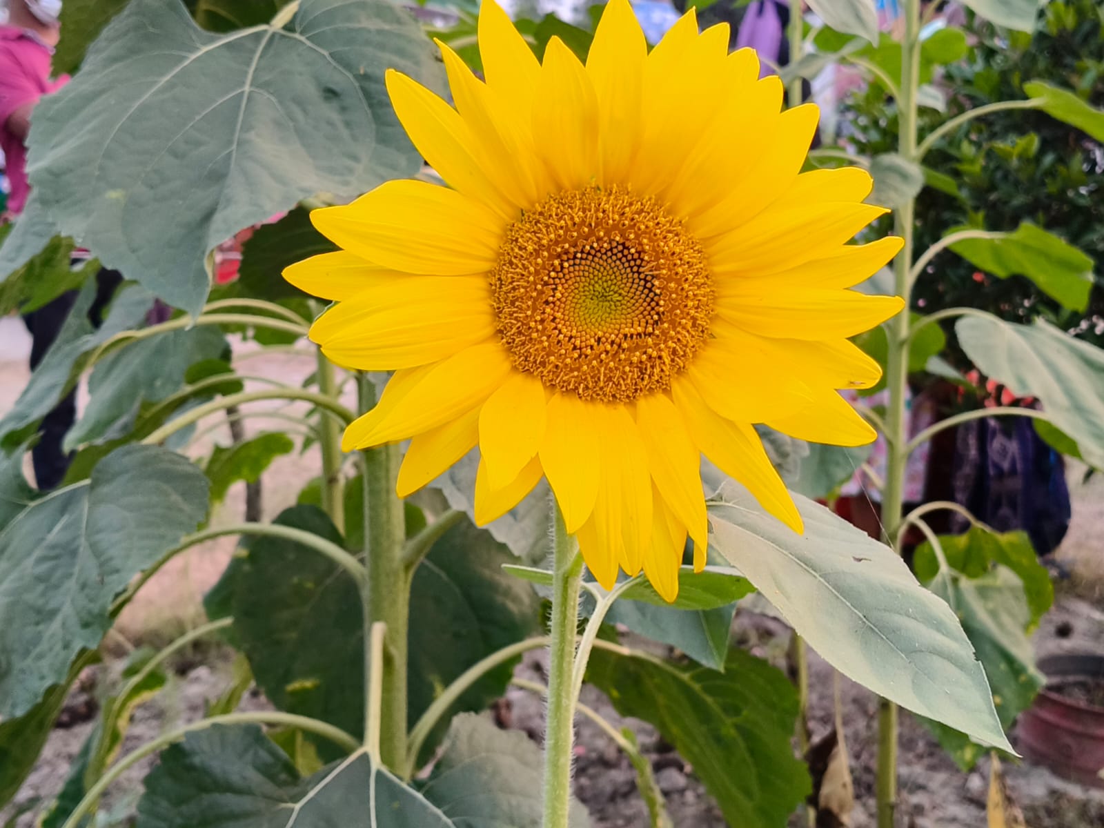 4