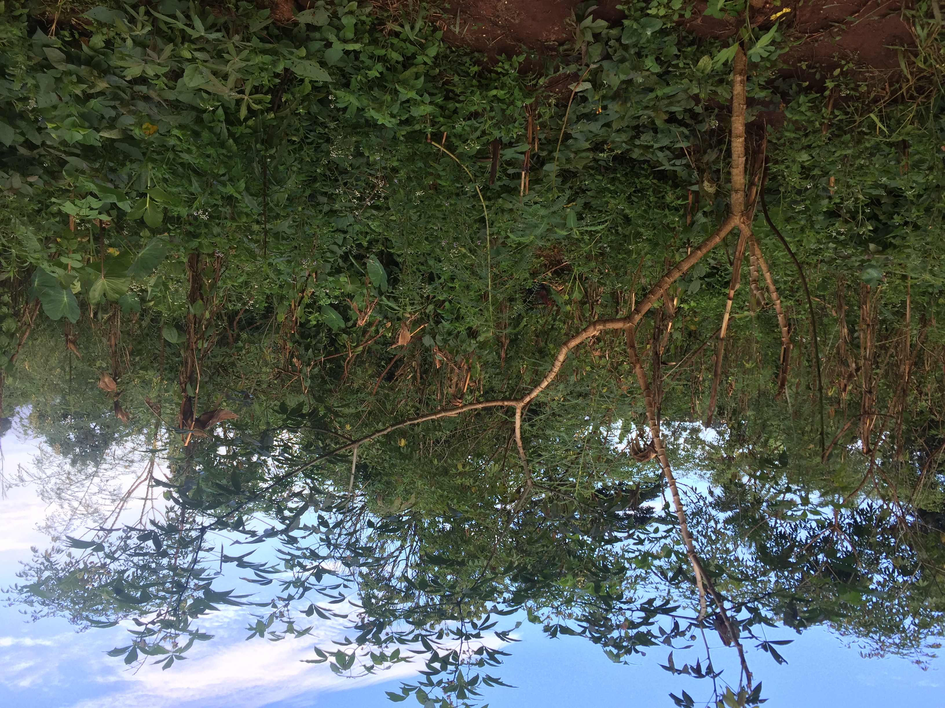 3A3B7B5C-90F9-4BF9-A846-117F5D958FF8.jpeg