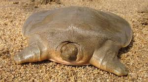 turtle.jpg