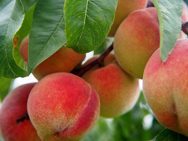 peach-2632182__480.jpg