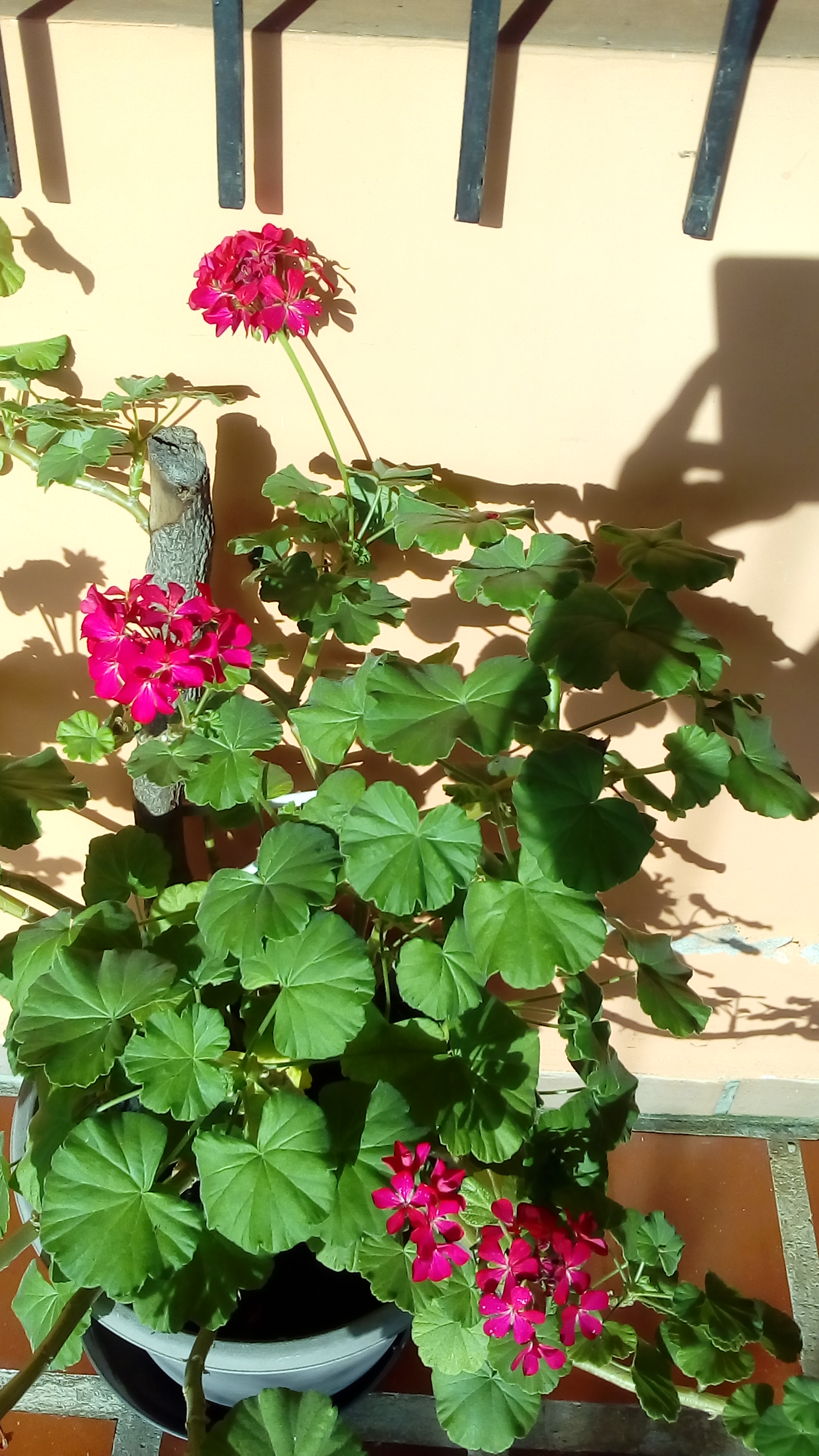 IMG_20190910_073943.jpg