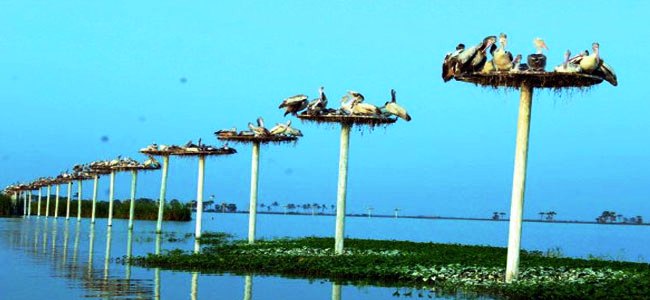 kolleru.jpg