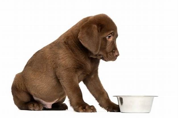 German-shepherd-food.jpg