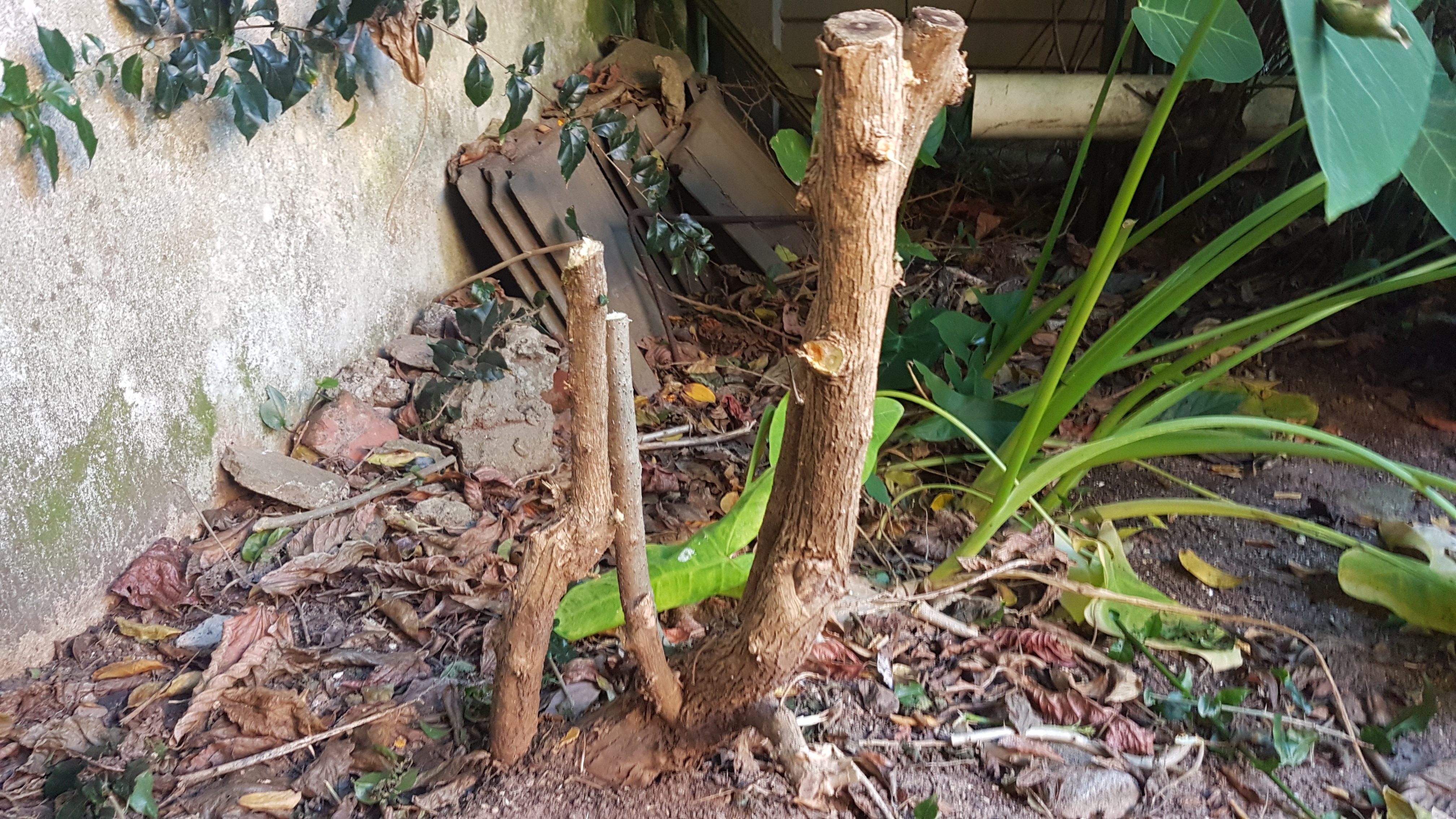 20190623_135915.jpg
