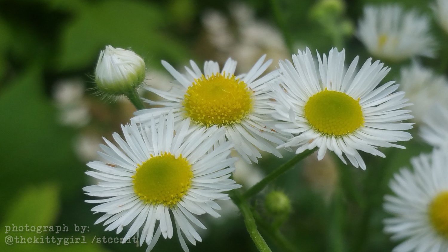 Fleabane-5.jpg