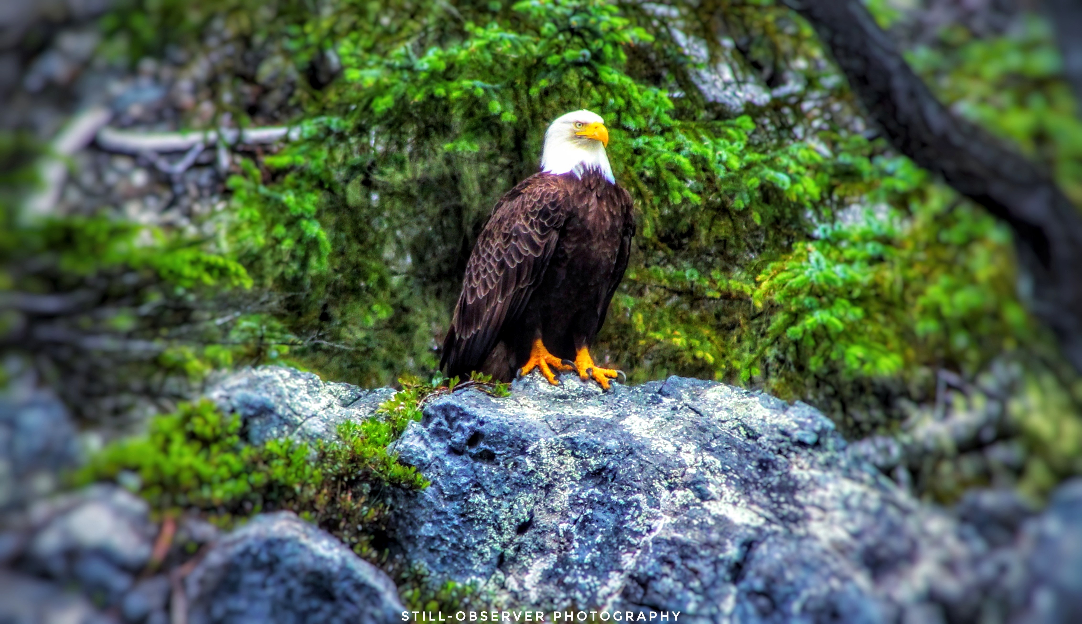 Eagle Perched2.jpeg
