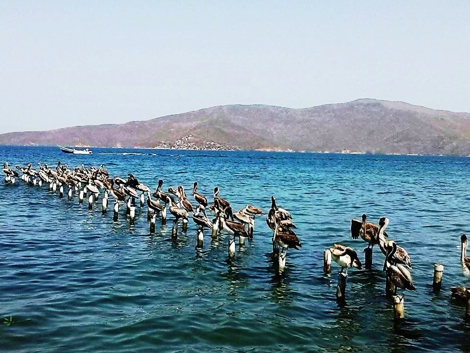 Pelicanos descansado.jpg