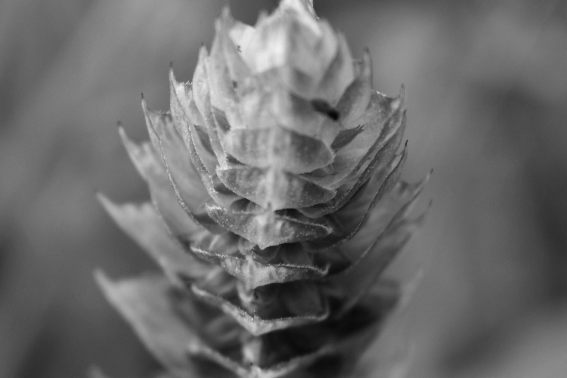 DSC_8792.jpg