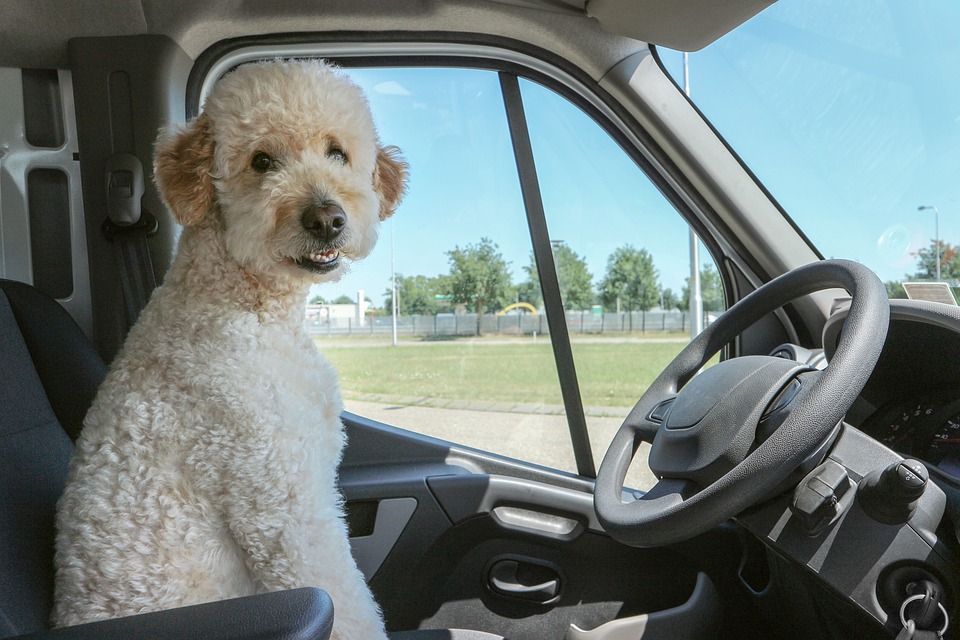 dog-4223905_960_720.jpg