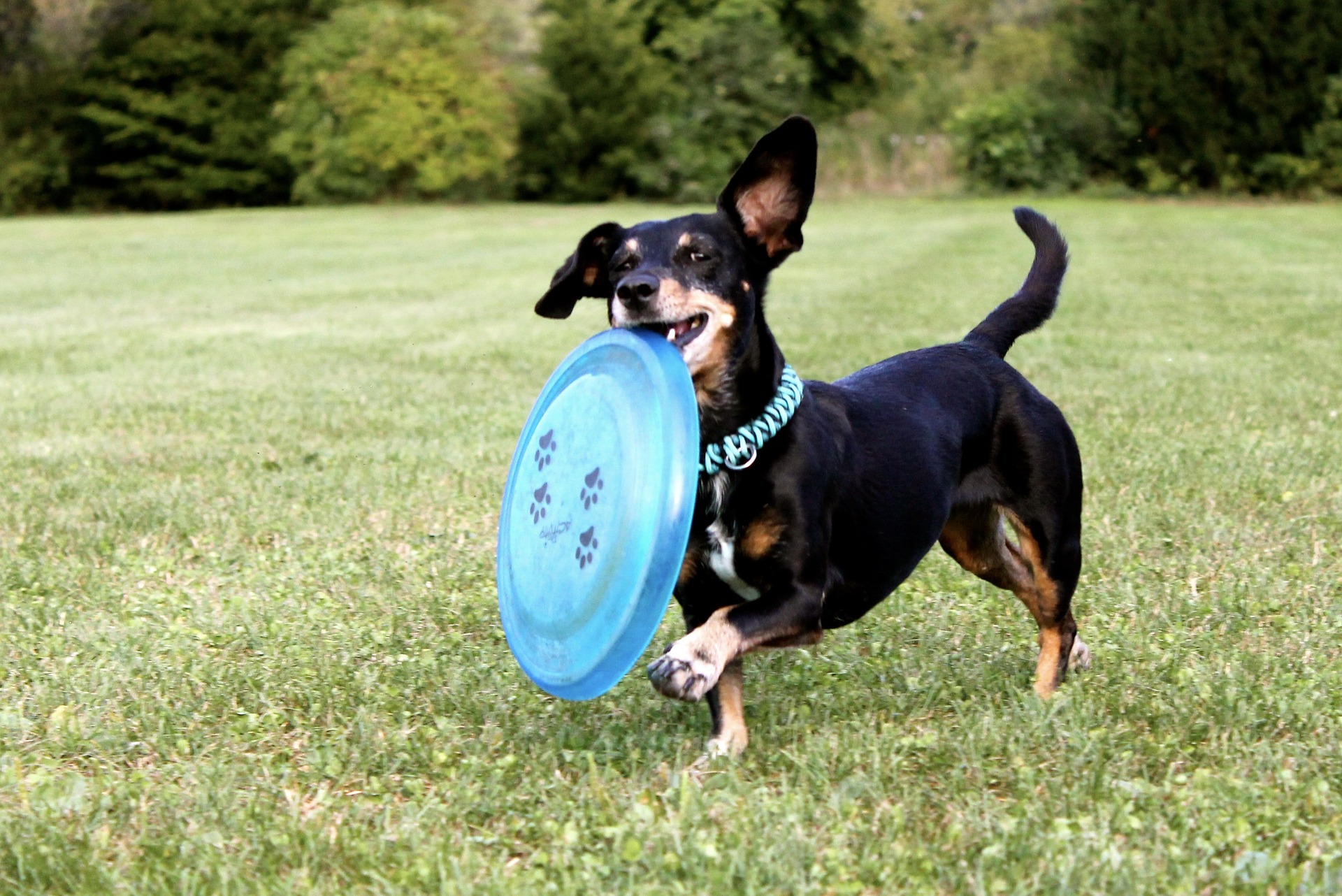 dachshund-2035700_1920.jpg