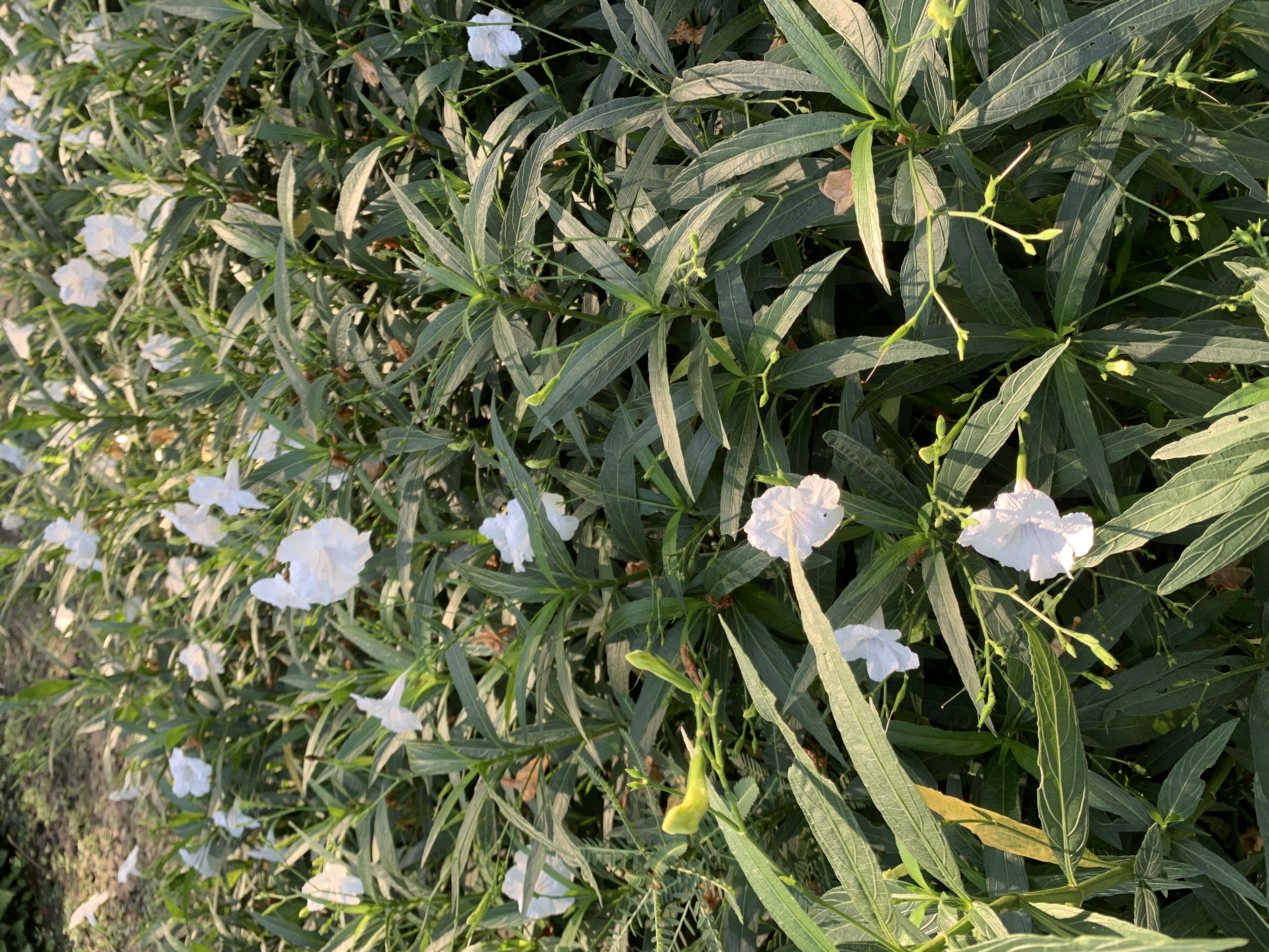 Chatuchak Park157.jpg