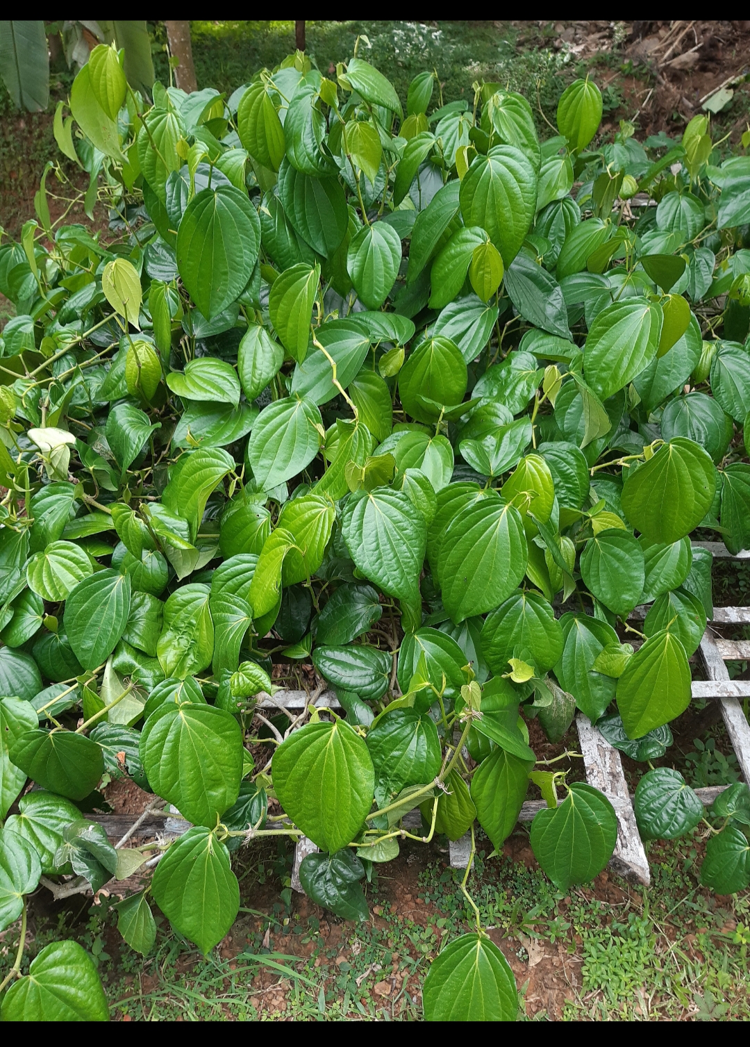 20201112_152034.jpg