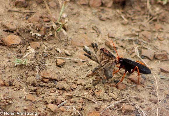 Wasp vs babboon spider.jpg