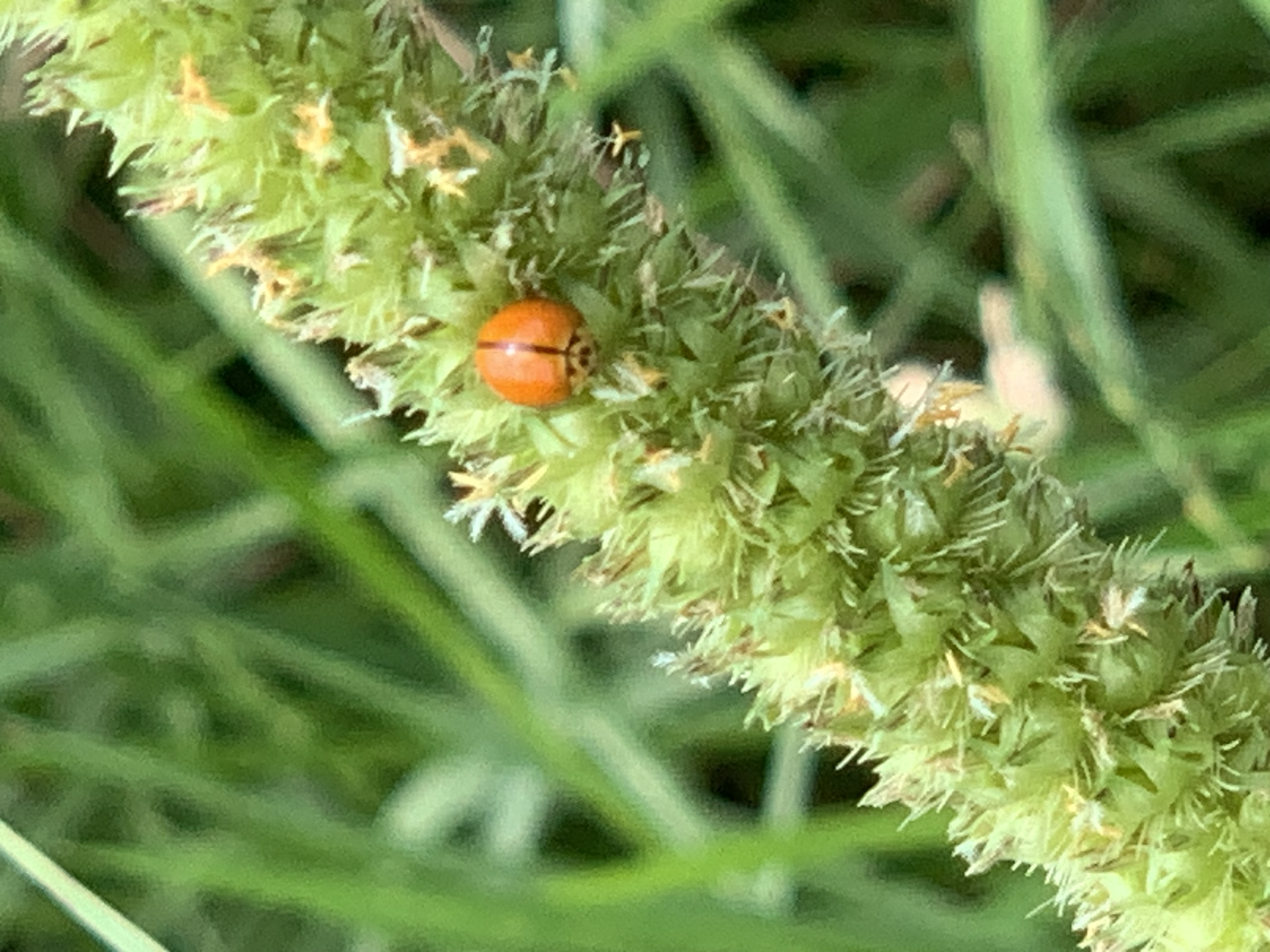 ladybug.jpg