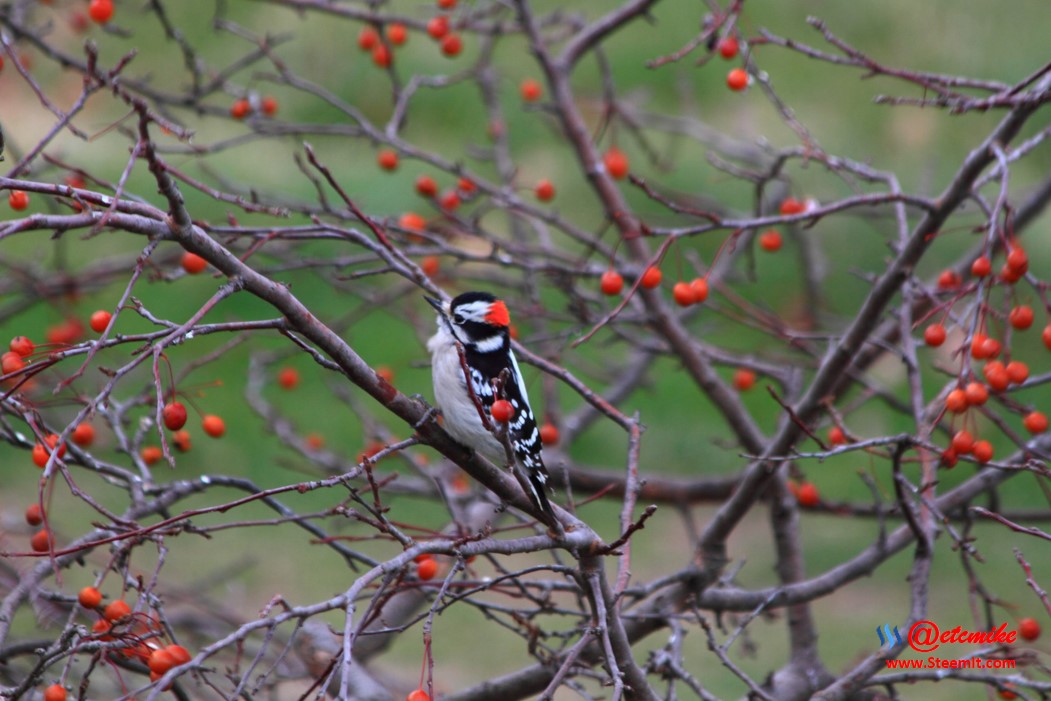 Downy Woodpecker PFW02_0004.JPG