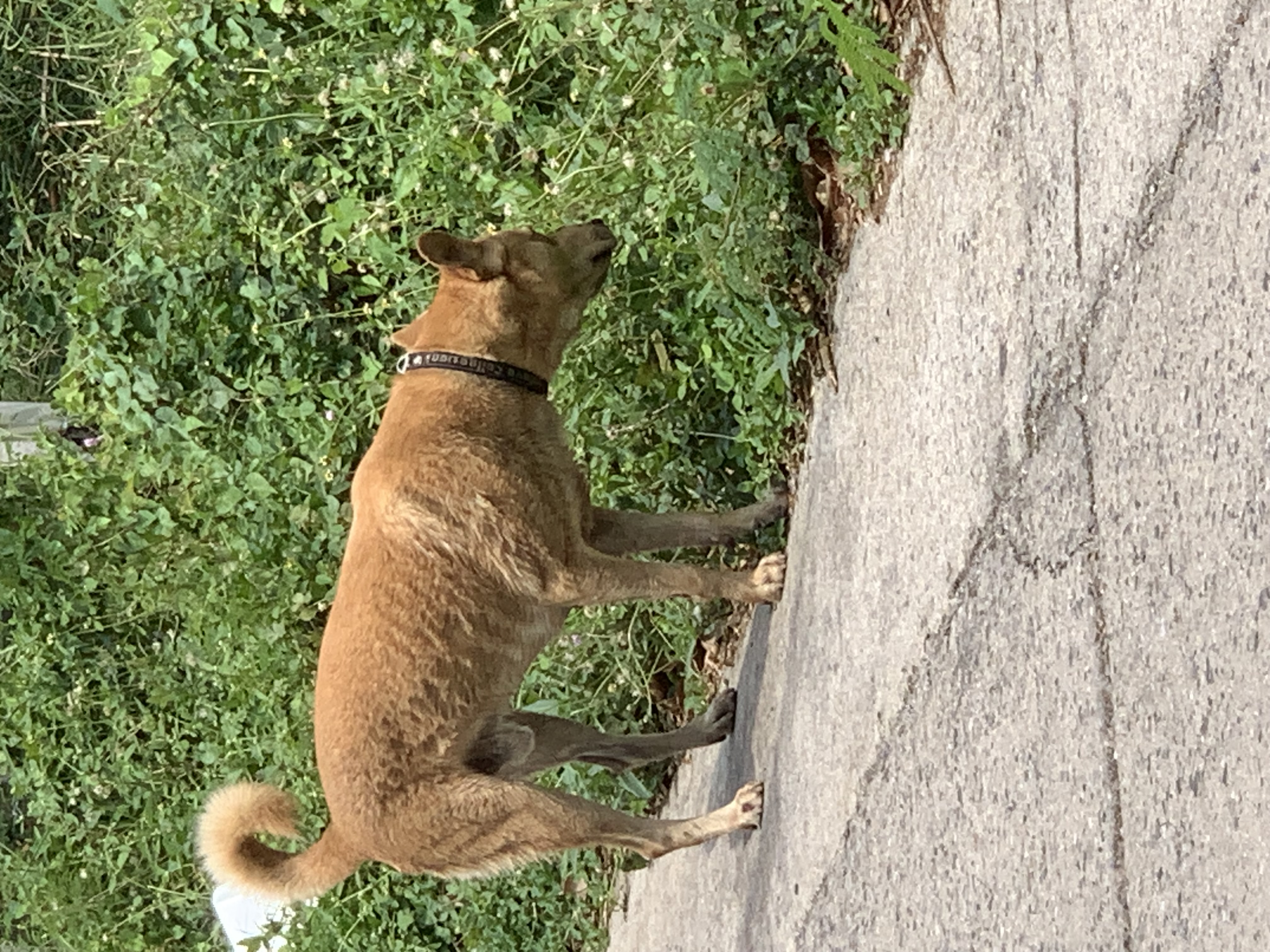 dog6.jpg