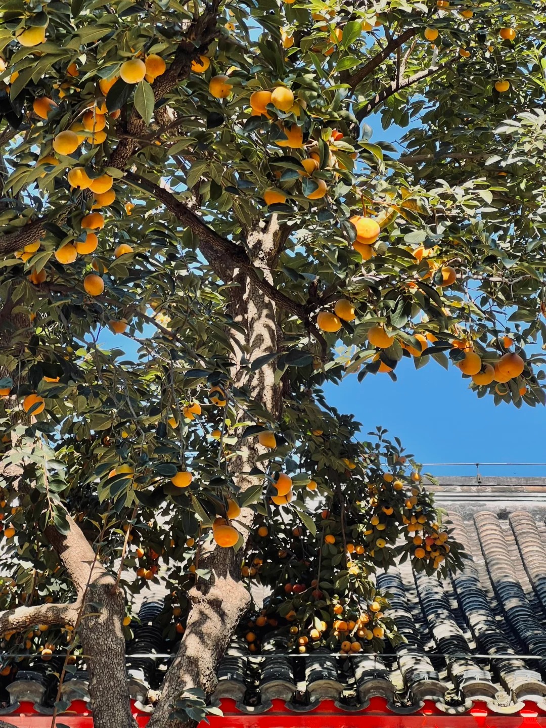 10.10live图🍊北平之秋来了 (10).jpg