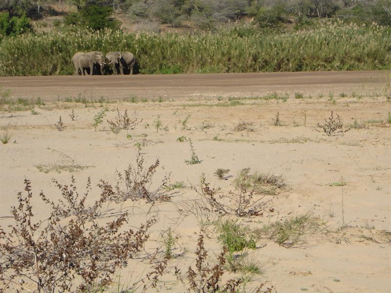 Beloved's bush.2.ele.JPG