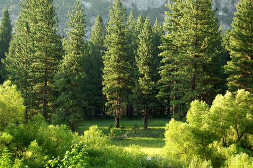 trees.jpg