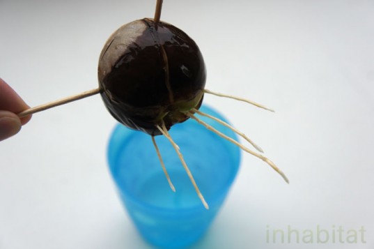 Avocado-Pit-Lots-of-Roots-537x357.jpeg