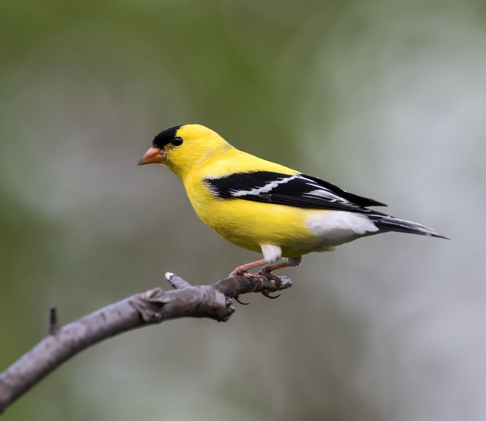 American goldfinch (4).jpg