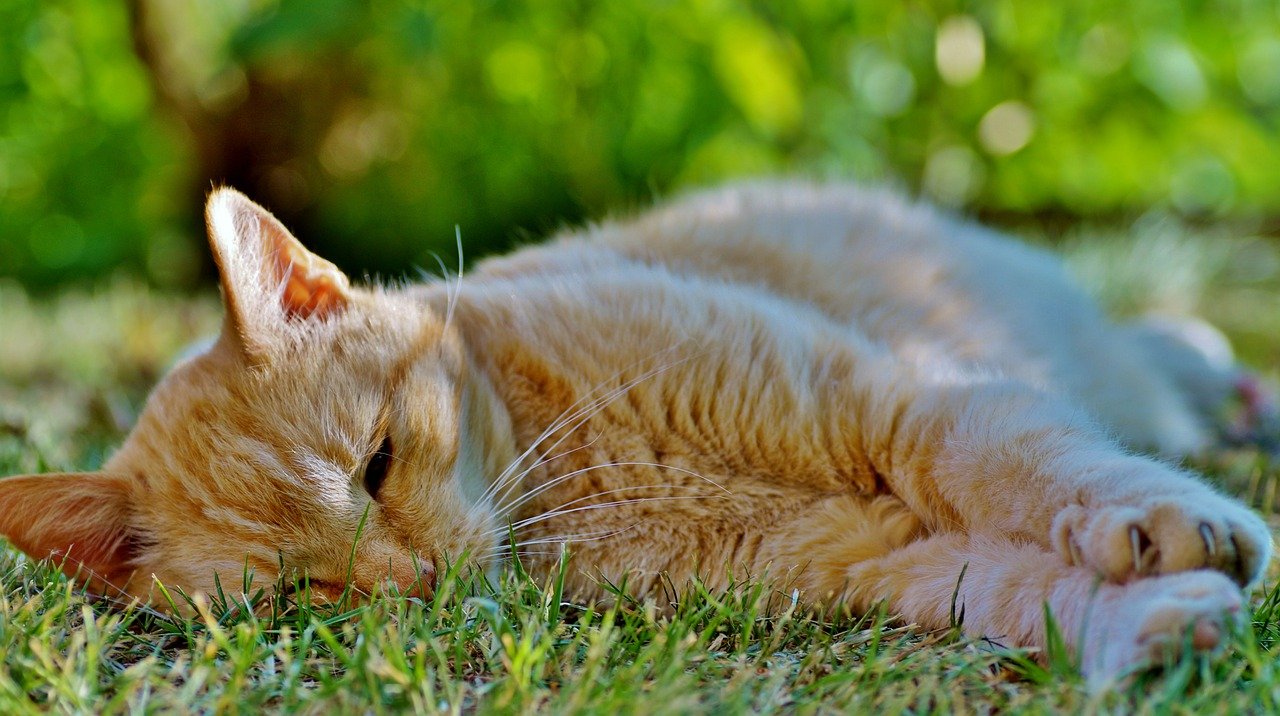 cat-g089c54d1c_1280.jpg