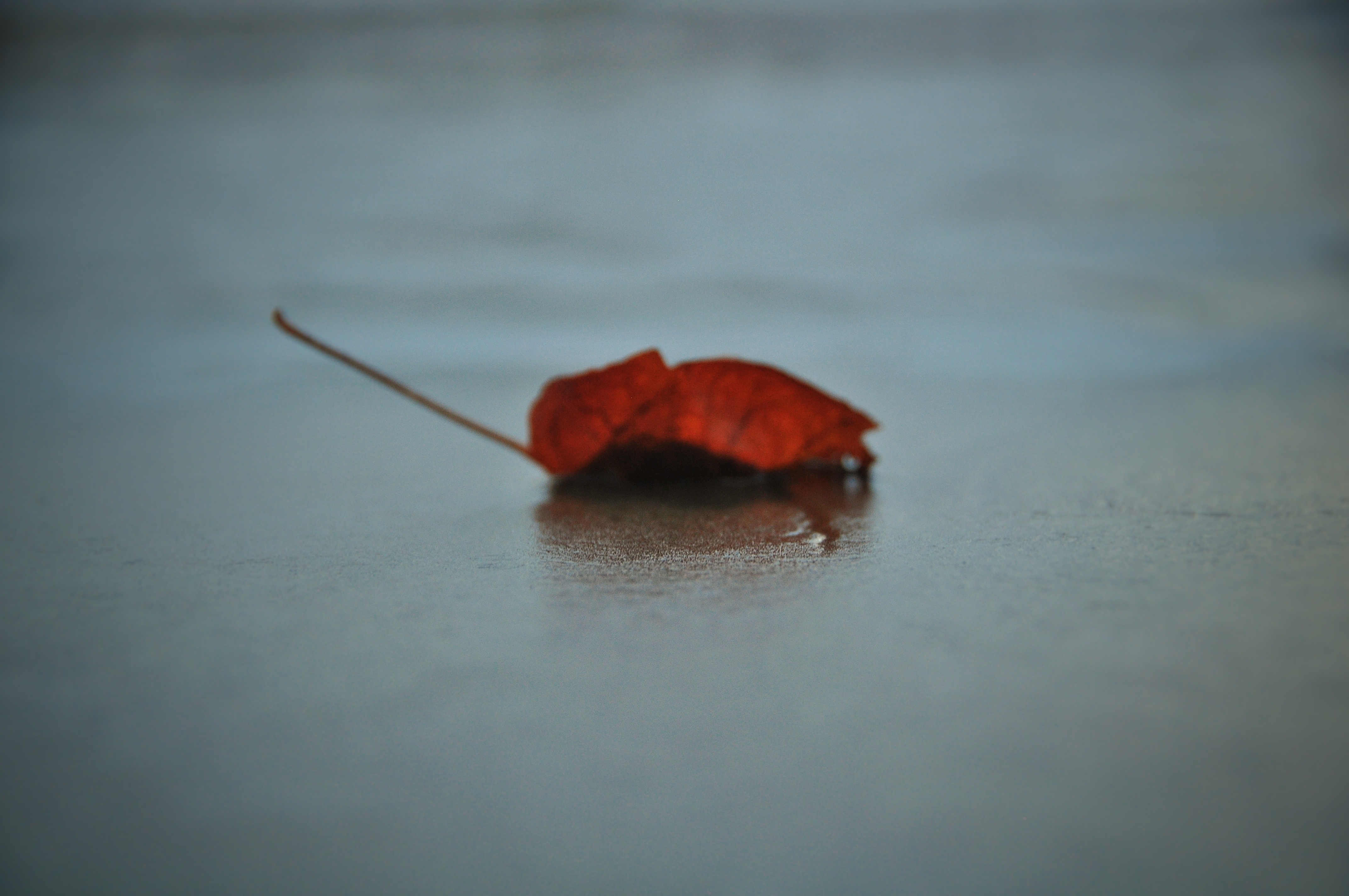 DSC_0912-01.jpeg