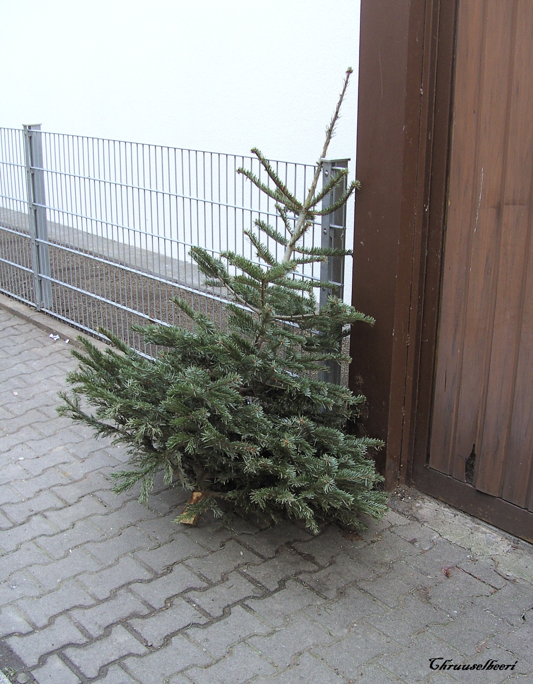 Weihnachtsbaum_10.jpg