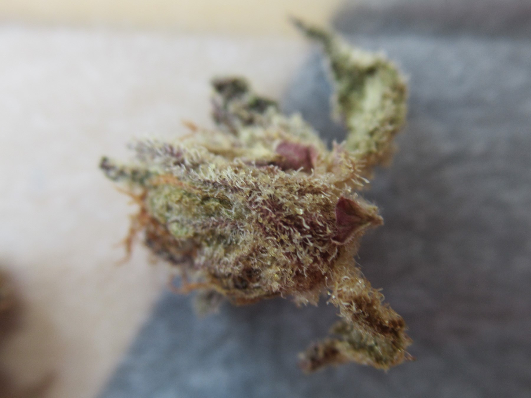 micronugtrichomes.jpg