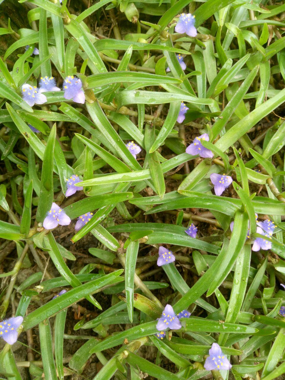Small Flower.jpg