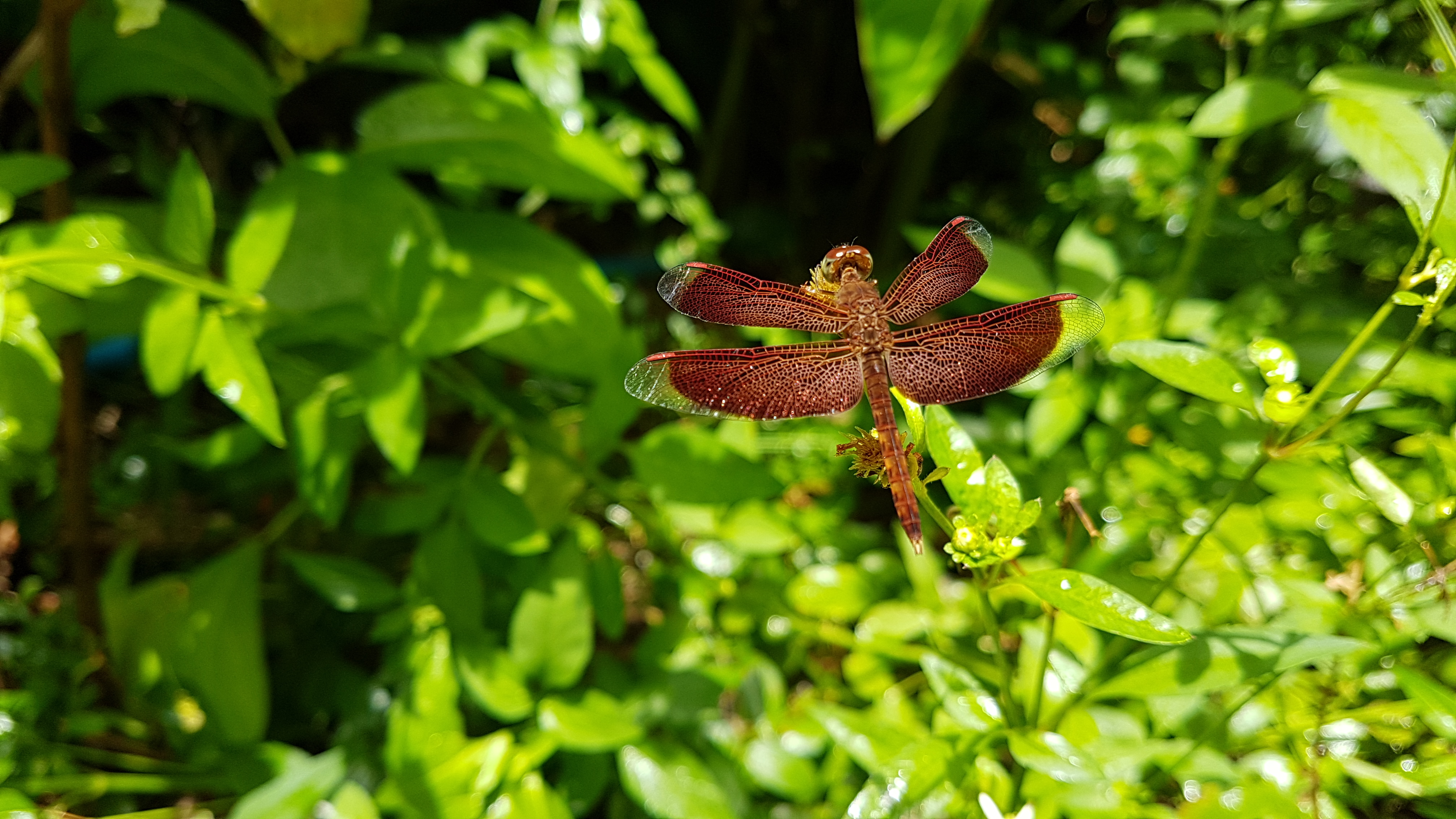 20180803_111958.jpg