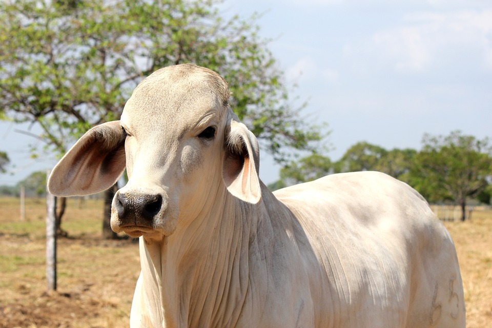 livestock-1801604_960_720.jpg