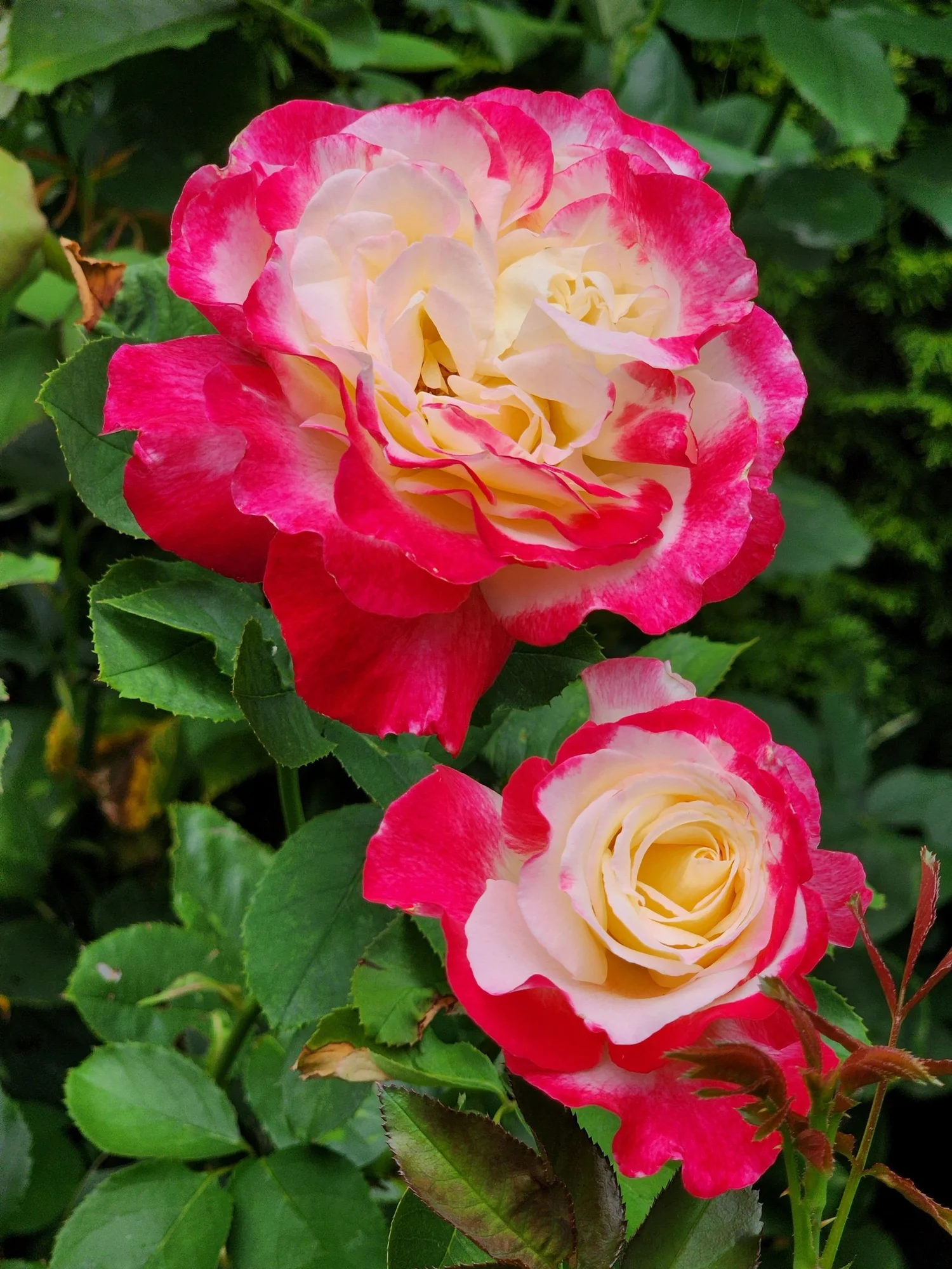 IMG_2303.webp