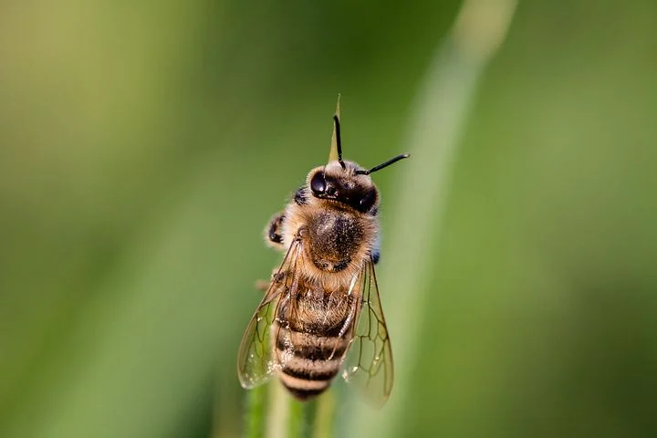 hoverfly-3454075__480.webp