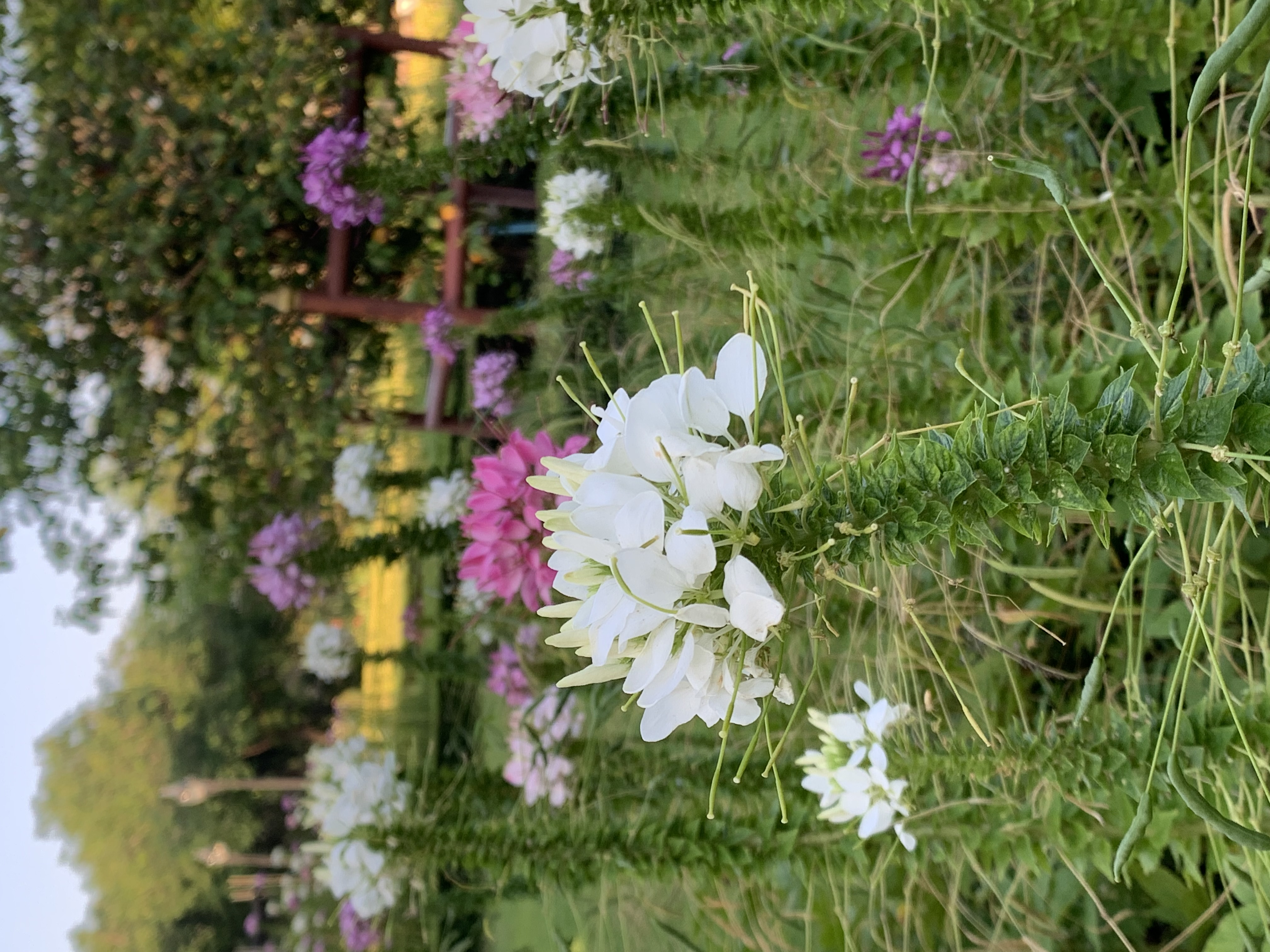 Queen Sirikit Park9.jpg